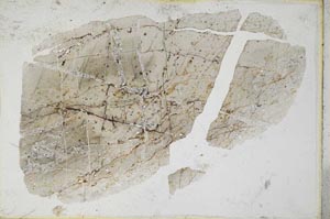 Plane Polarized, S9350