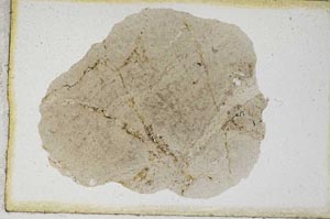 Plane Polarized, S9357