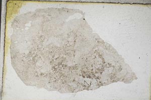 Plane Polarized, S9468