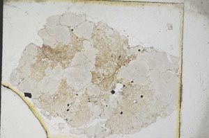 Plane Polarized, S9497