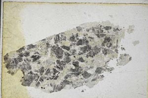 Plane Polarized, S9563
