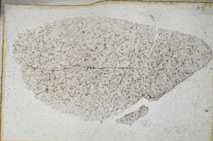 Plane Polarized, S9581