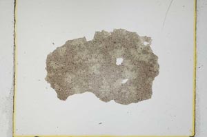 Plane Polarized, S559