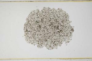 Plane Polarized, S593