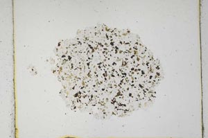 Plane Polarized, S600