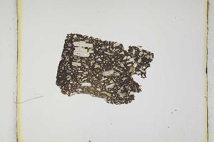 Plane Polarized, S664