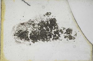Plane Polarized, S9604
