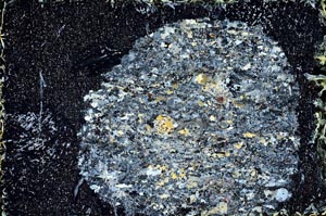 Cross Polarized, S9677