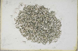 Plane Polarized, S9684