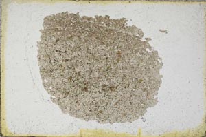 Plane Polarized, S9685