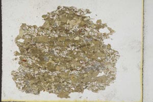 Plane Polarized, S9785