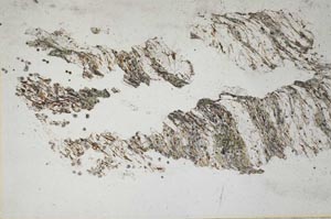 Plane Polarized, S9790