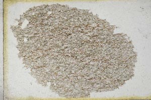 Plane Polarized, S9793