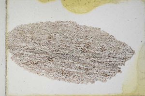 Plane Polarized, S9818