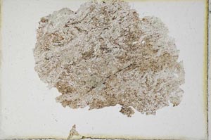 Plane Polarized, S9819