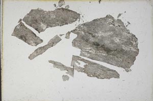 Plane Polarized, S9829