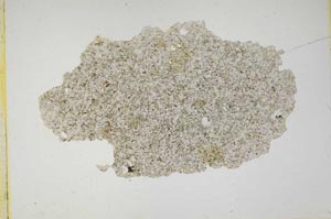 Plane Polarized, S9839