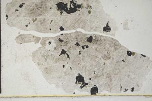 Plane Polarized, S9844