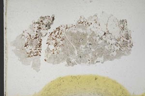 Plane Polarized, S9857/B