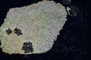 Cross Polarized, S9872