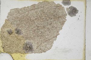 Plane Polarized, S9872