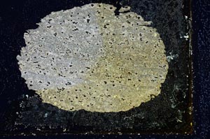 Cross Polarized, S9875