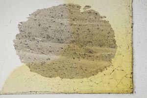 Plane Polarized, S9875