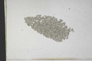 Plane Polarized, S9991