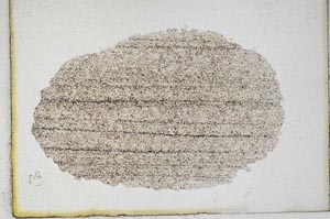 Plane Polarized, S9992