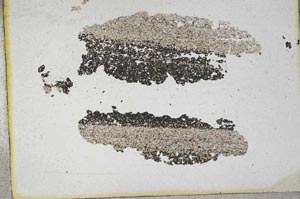 Plane Polarized, S9995