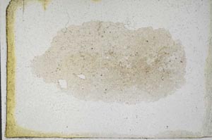 Plane Polarized, S10036