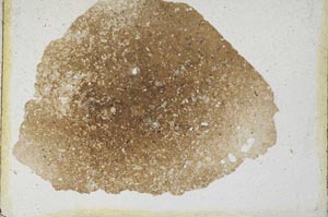 Plane Polarized, S10038