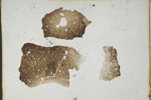 Plane Polarized, S10039