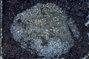 Cross Polarized, S10042