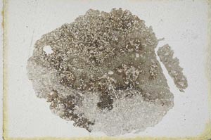 Plane Polarized, S10042