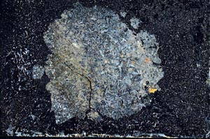 Cross Polarized, S10043