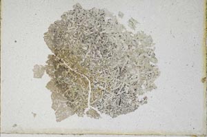 Plane Polarized, S10043