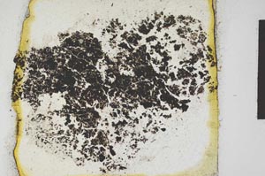 Plane Polarized, S10077