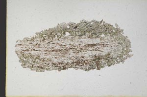 Plane Polarized, S10115