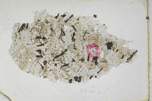 Plane Polarized, S10124