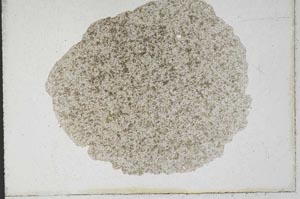 Plane Polarized, S10147