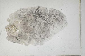 Plane Polarized, S10148
