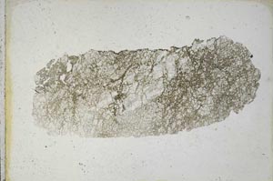 Plane Polarized, S10149