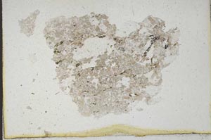 Plane Polarized, S10158