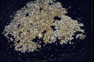 Cross Polarized, S10160