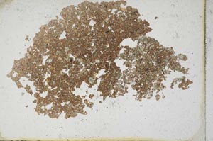 Plane Polarized, S10160