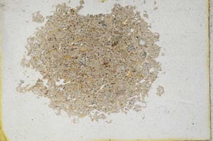 Plane Polarized, S10161