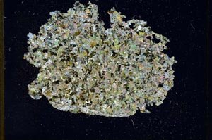 Cross Polarized, S10162