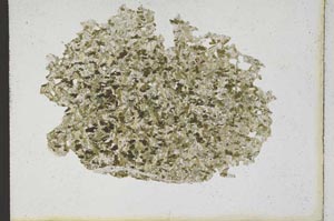 Plane Polarized, S10162