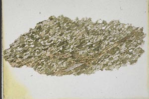 Plane Polarized, S10163